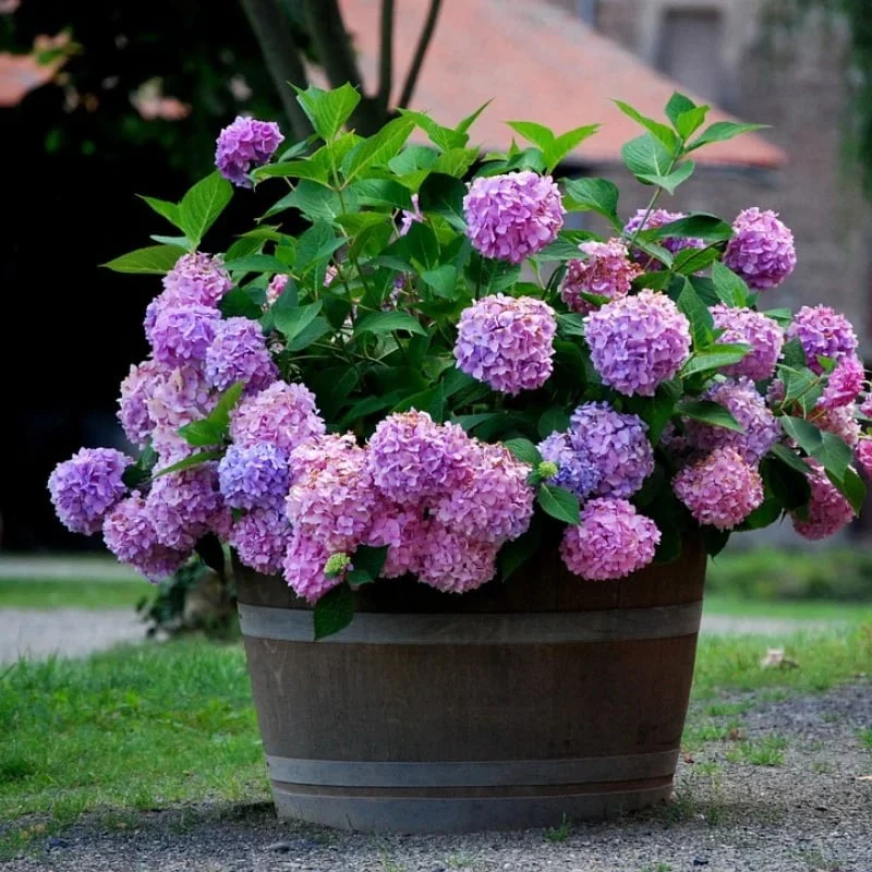 40% OFF-Outdoor Artificial Hydrangea Flowersđ