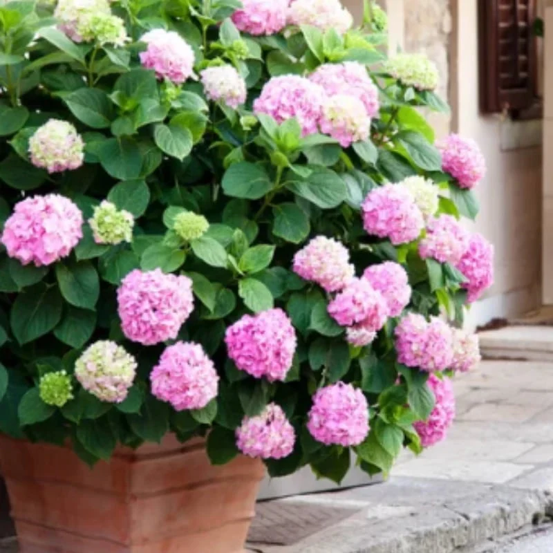 40% OFF-Outdoor Artificial Hydrangea Flowersđ - Image 11