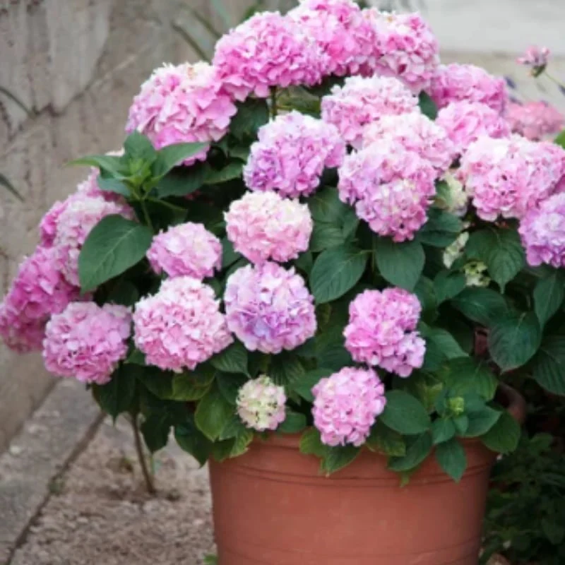 40% OFF-Outdoor Artificial Hydrangea Flowersđ - Image 12