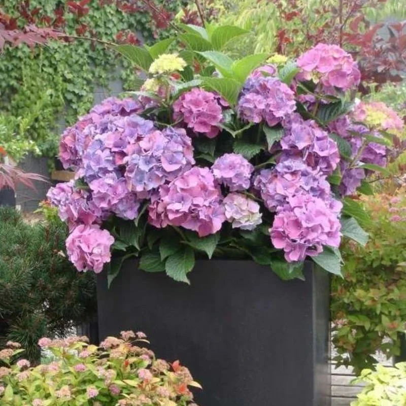 40% OFF-Outdoor Artificial Hydrangea Flowersđ - Image 14