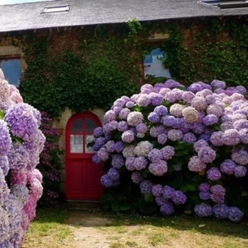 40% OFF-Outdoor Artificial Hydrangea Flowersđ - Image 16