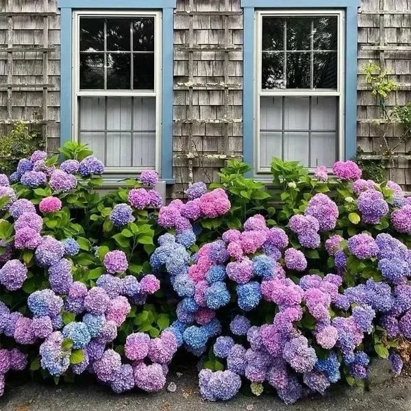40% OFF-Outdoor Artificial Hydrangea Flowersđ - Image 17