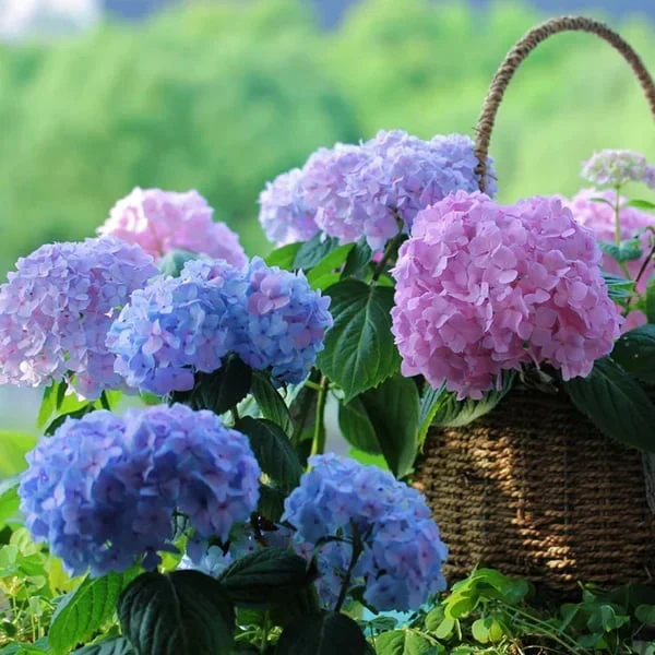 40% OFF-Outdoor Artificial Hydrangea Flowersđ - Image 2
