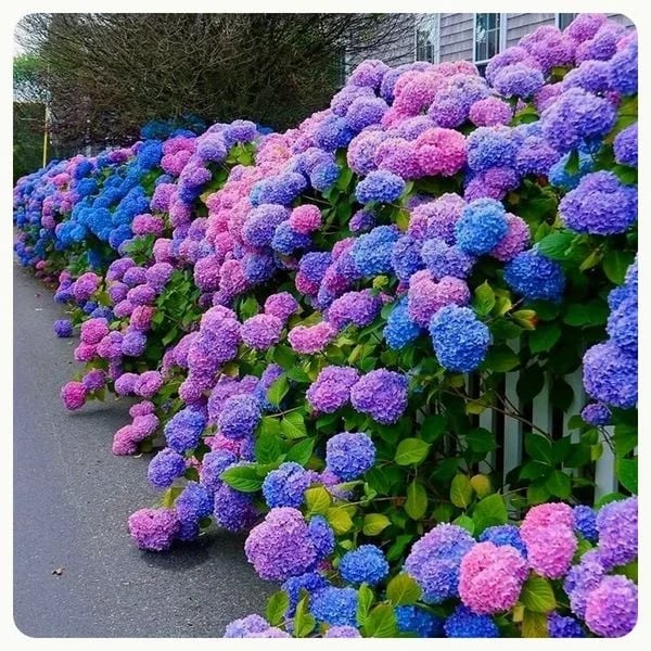 40% OFF-Outdoor Artificial Hydrangea Flowersđ - Image 21