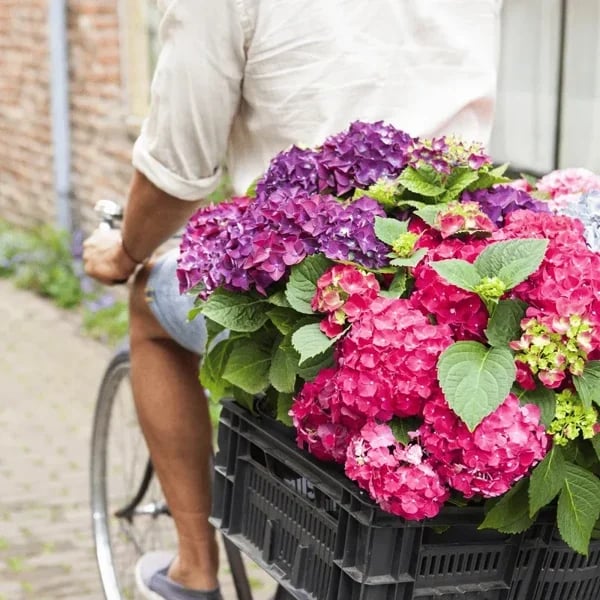 40% OFF-Outdoor Artificial Hydrangea Flowersđ - Image 23