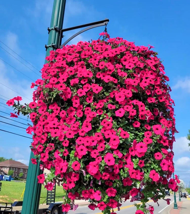 💥UV Simulation Artificial morning glory✨2024 New upgrade hot sales✨ - Image 5
