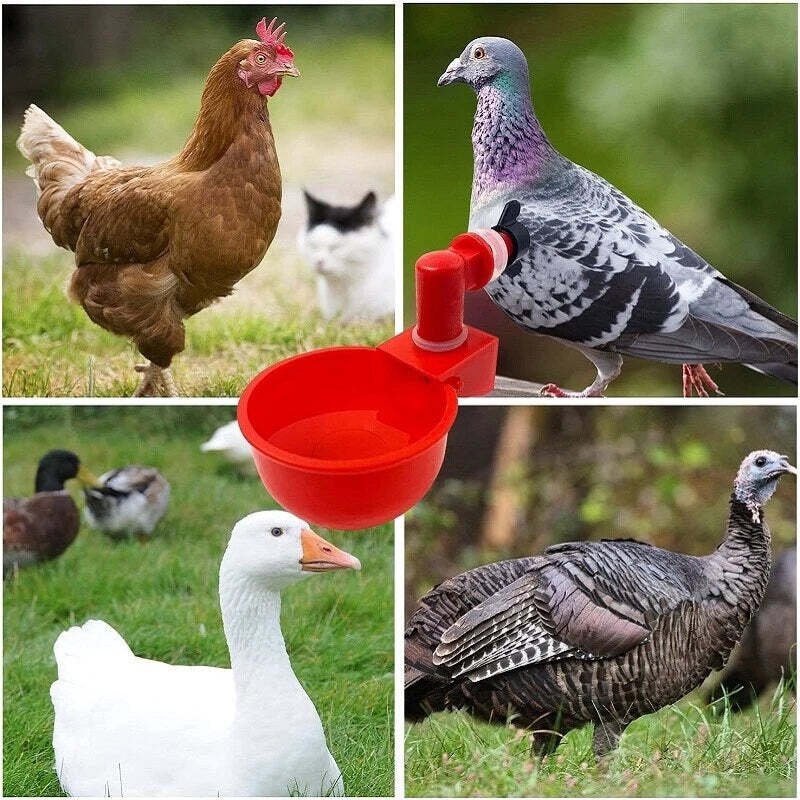 Automatic Chicken Water Cup Bird Coop - Image 6