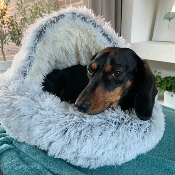 🔥- 49% OFF🔥Plush bed for dogs & cats🐶🐱