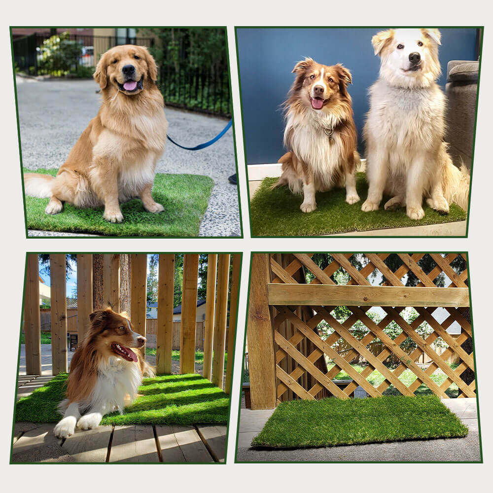 đ Dog Grass Pee Pads