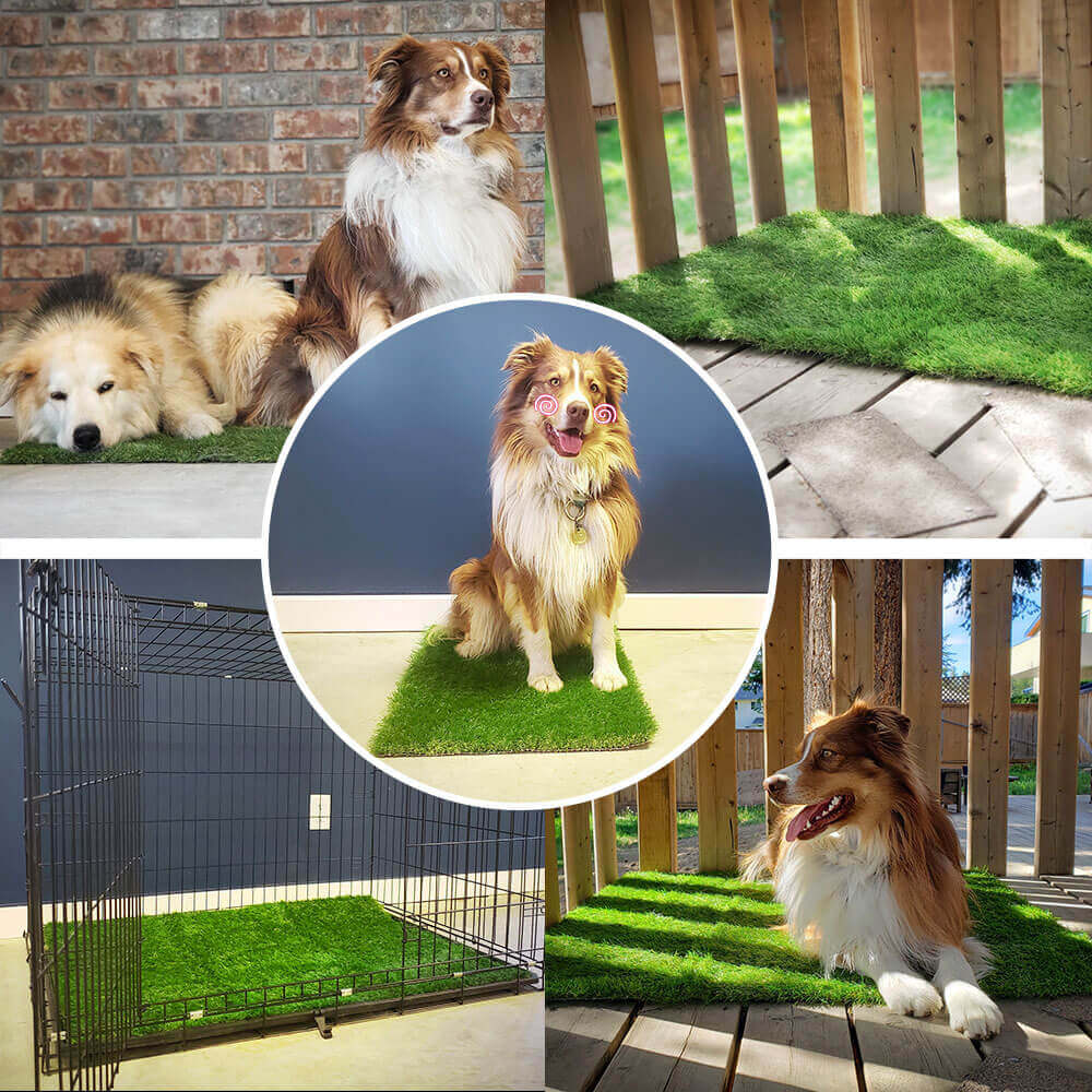 đ Dog Grass Pee Pads - Image 2