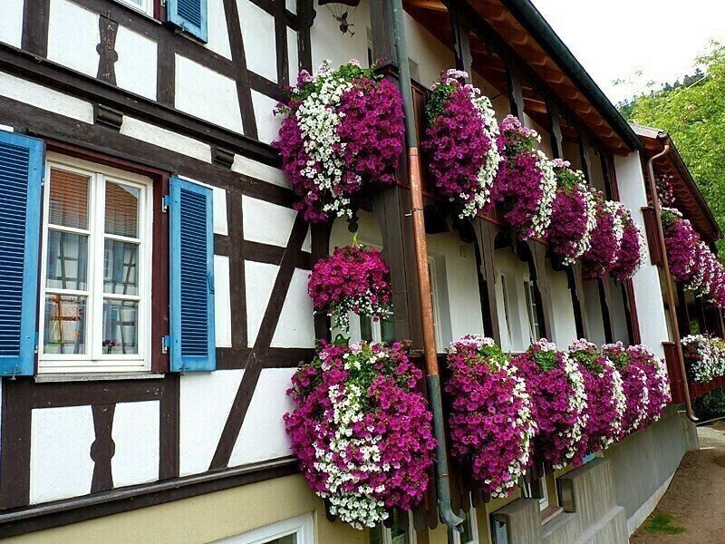 🎄🎁Holiday sale🌺Vivid Artificial Hanging Orchid Bunch🌷 - Image 7