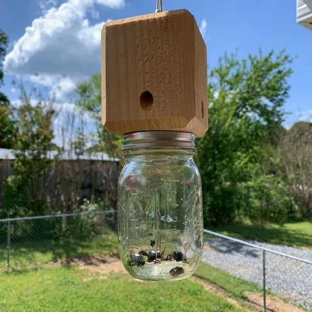 ✨Hot Sale 50% OFF--🔥Best Carpenter Bee Trap - Image 3