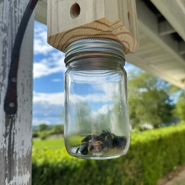 ✨Hot Sale 50% OFF--🔥Best Carpenter Bee Trap - Image 4