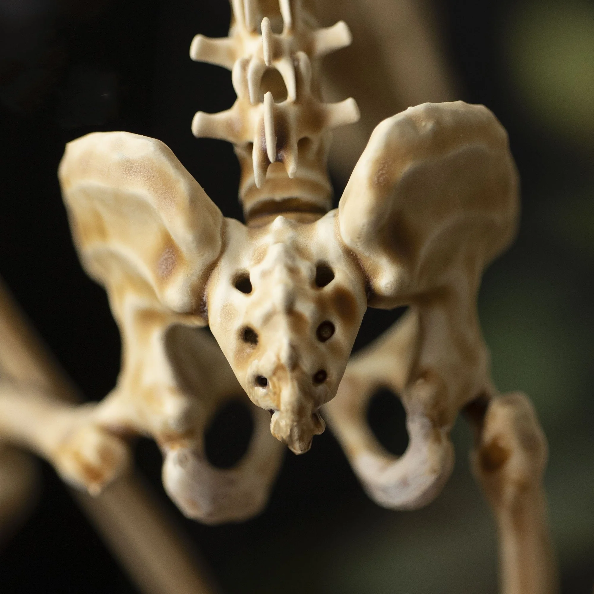 🔥🔥🔥Holiday Day Promotion 40% OFFWENDIGO SKELETON CURIOSITY CABINET - Buy two and get free shipping! - Image 5