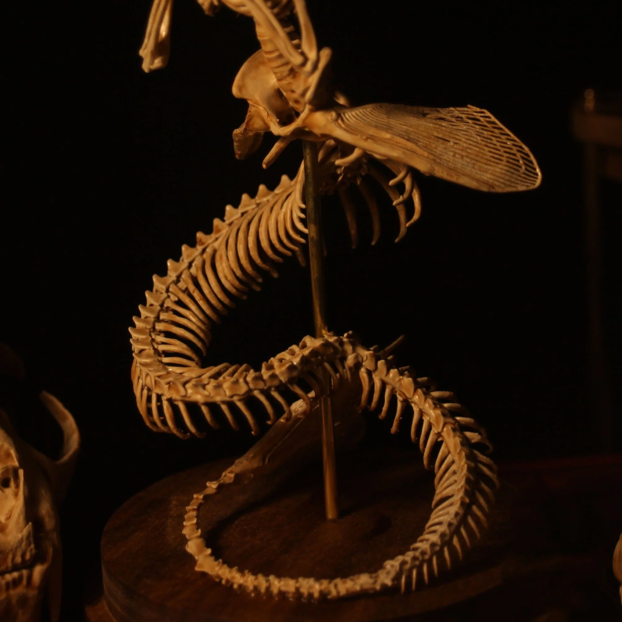 🔥🔥🔥Holiday Day Promotion 40% OFFWENDIGO SKELETON CURIOSITY CABINET - Buy two and get free shipping! - Image 9