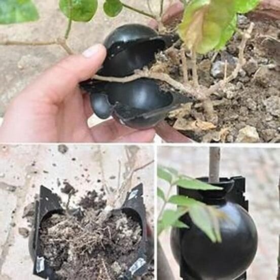 🌱Plant Root Growing Box - Image 5
