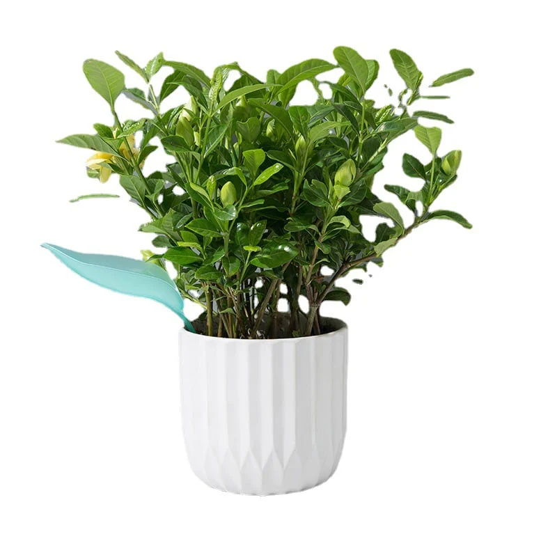 🔥Summer Hot Sale🔥Watering Leaves(BUY 5 GET 5 FREE) - Image 10