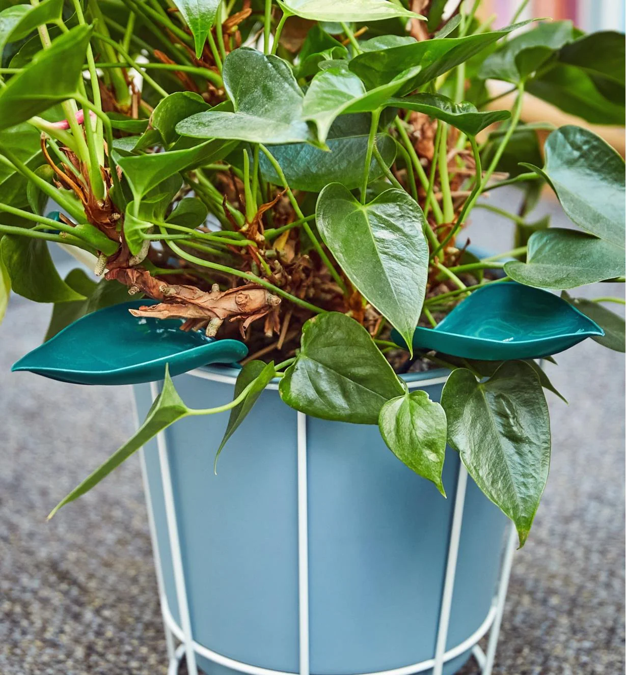🔥Summer Hot Sale🔥Watering Leaves(BUY 5 GET 5 FREE) - Image 8