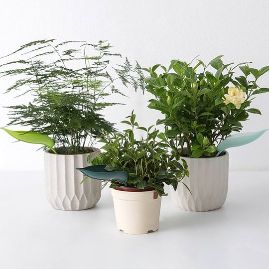 🔥Summer Hot Sale🔥Watering Leaves(BUY 5 GET 5 FREE) - Image 9